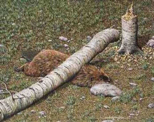 obrzek