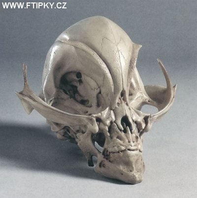 obrzek